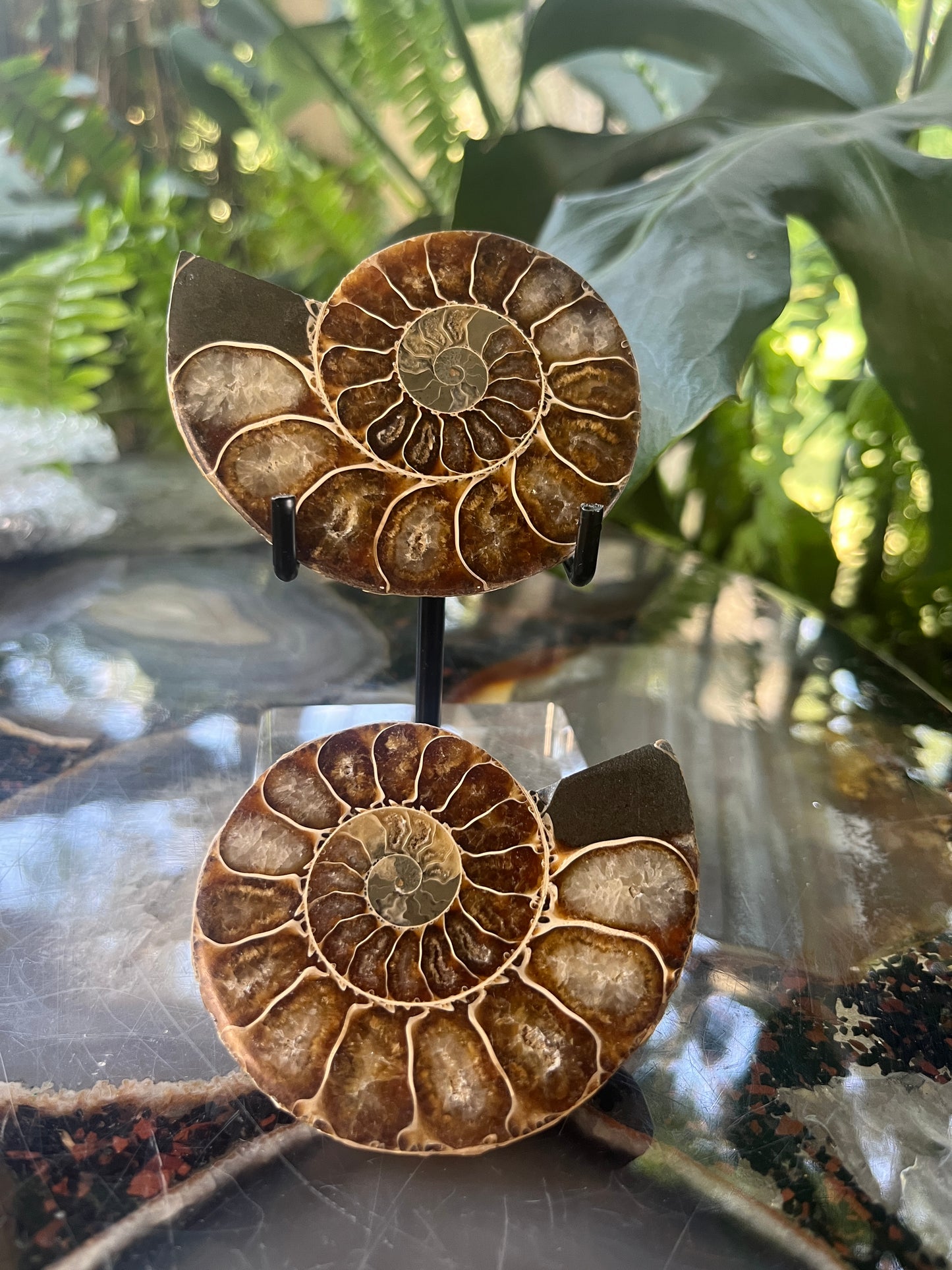 Matched Ammonite Fossil Pair | Cut & Polished Cleoniceras | Symmetry Set