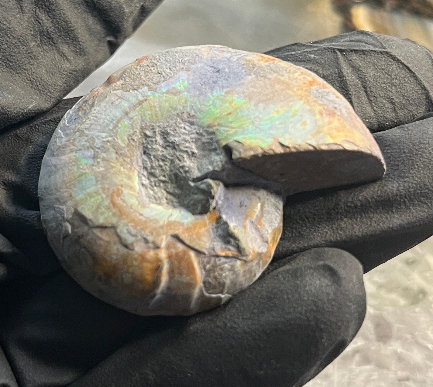 Matched Ammonite Fossil Pair | Cut & Polished Cleoniceras | Symmetry Set