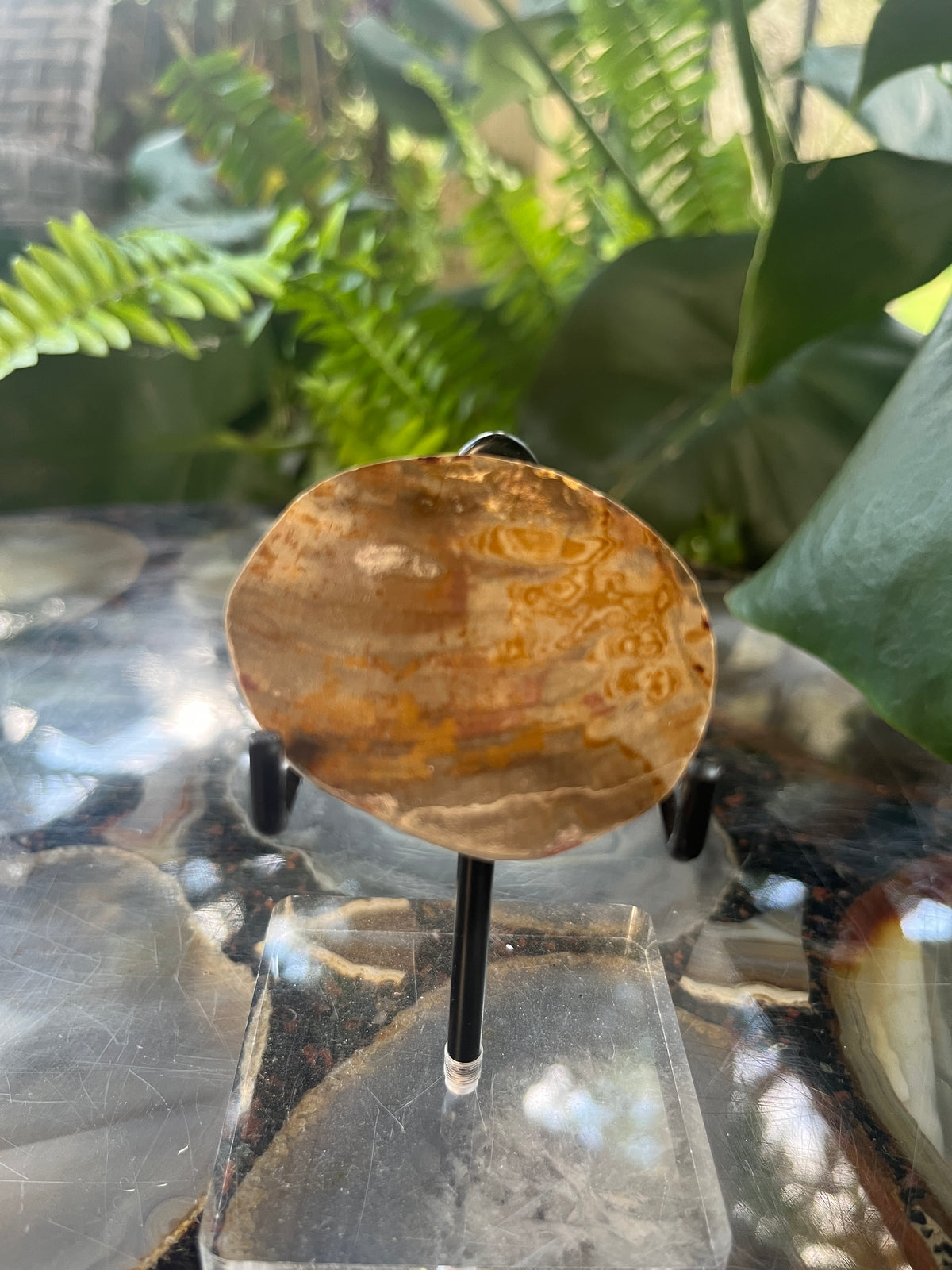 Polished Petrified Wood Slice, Fossilized Wood Slab, Natural Crystal Decor