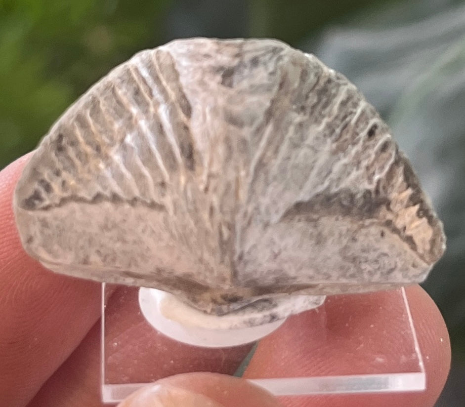 Natural Brachiopod Fossil on Acrylic Base | Real Ancient Sea Life Specimen
