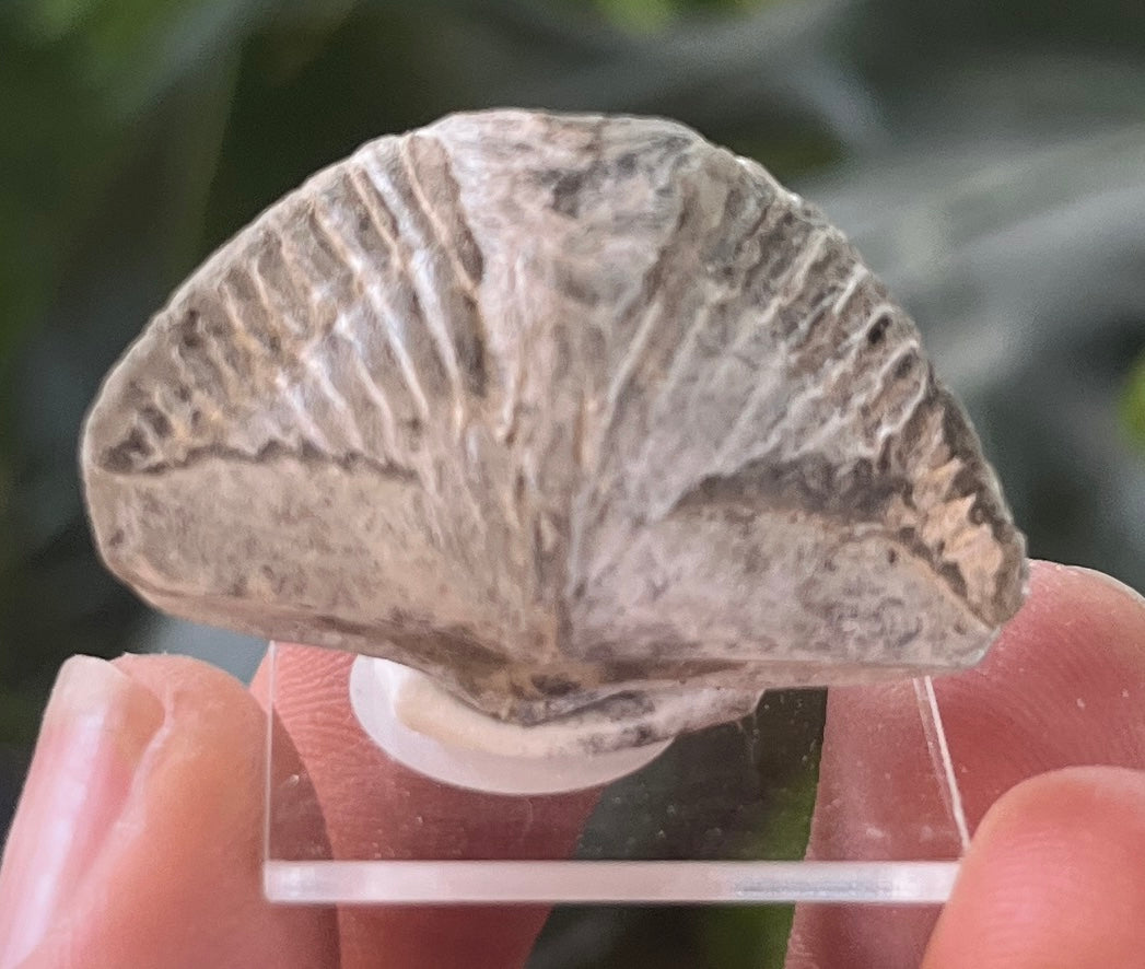 Natural Brachiopod Fossil on Acrylic Base | Real Ancient Sea Life Specimen