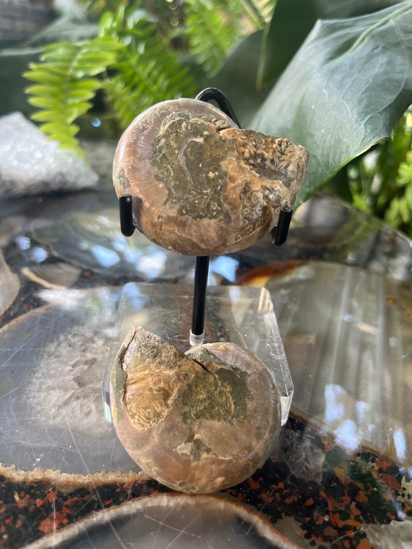 Matched Ammonite Fossil Pair | Cut & Polished Cleoniceras | Symmetry Set
