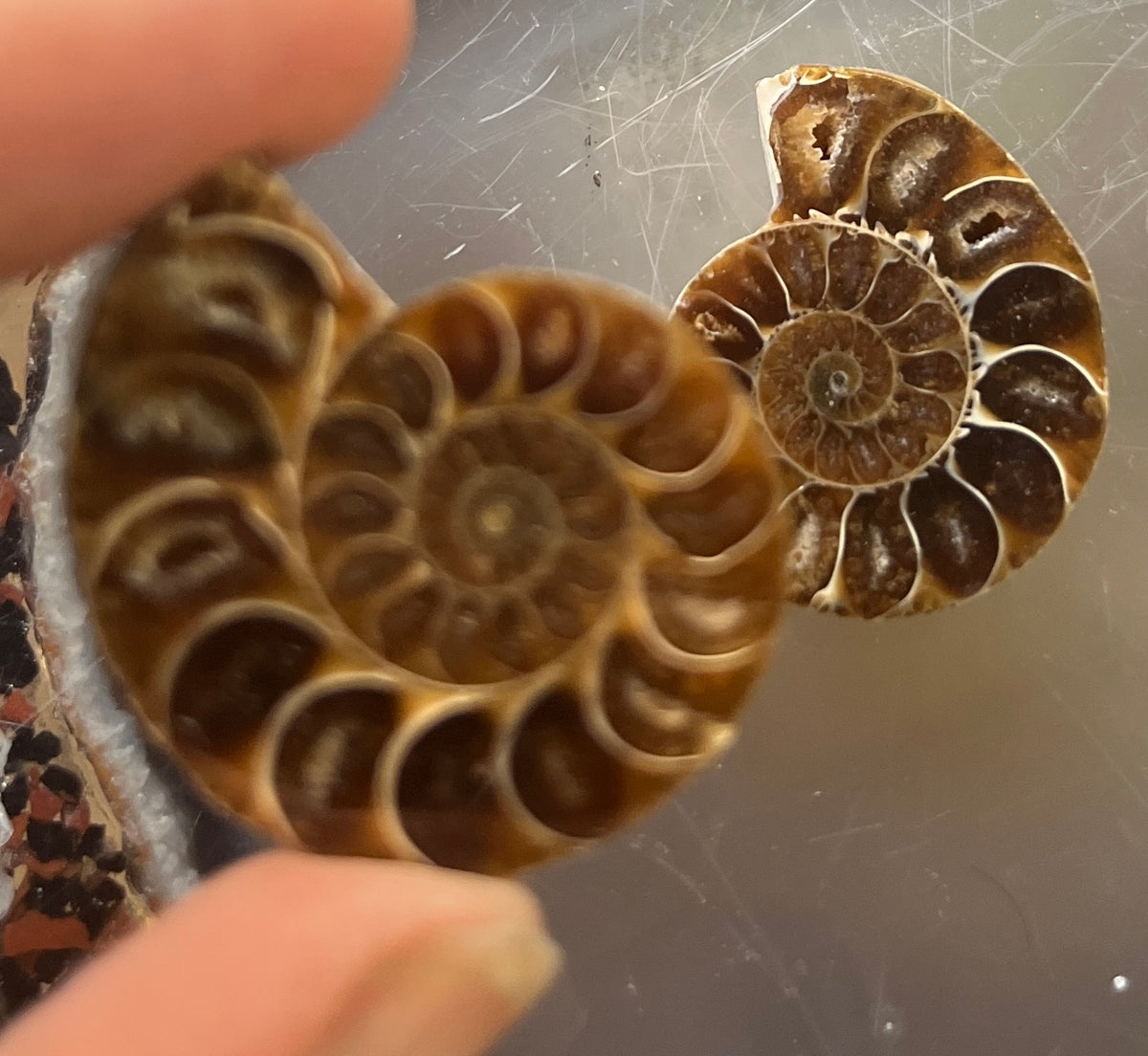 Matched Ammonite Fossil Pair | Cut & Polished Cleoniceras | Symmetry Set
