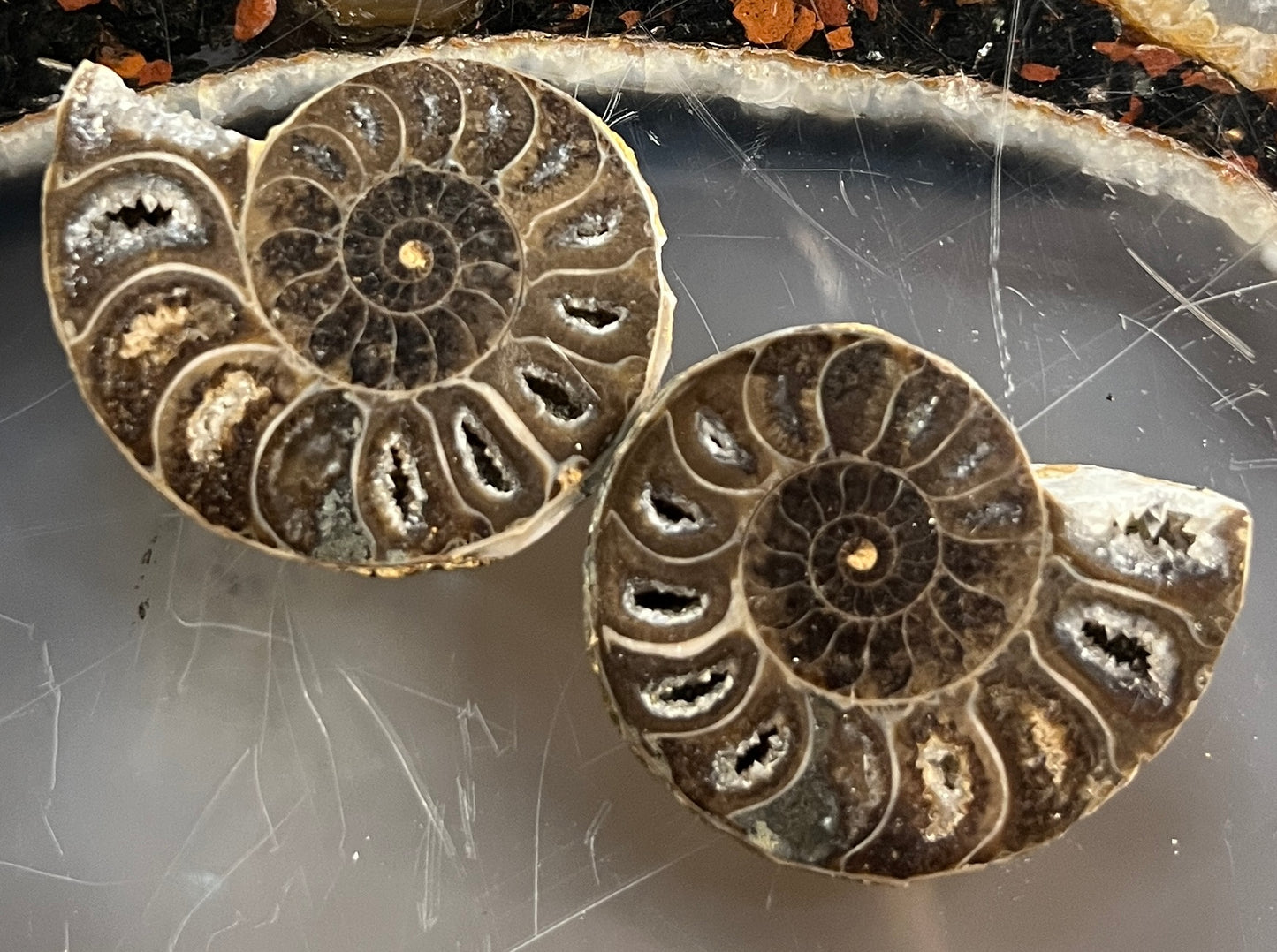 Matched Ammonite Fossil Pair | Cut & Polished Cleoniceras | Symmetry Set