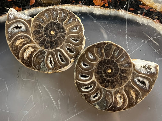 Matched Ammonite Fossil Pair | Cut & Polished Cleoniceras | Symmetry Set