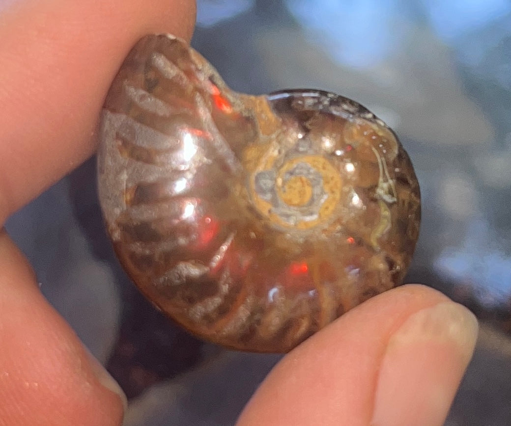 Natural Iridescent Fire Ammonite Fossil - Polished Cleoniceras Shell from