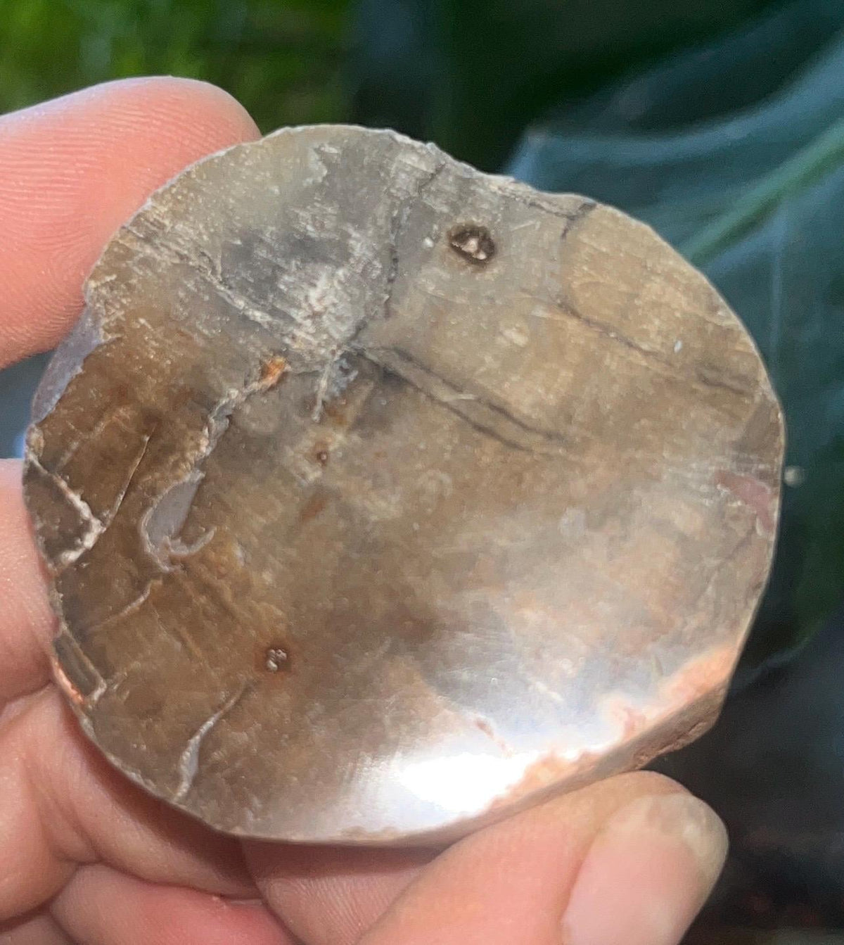 Polished Petrified Wood Slice, Fossilized Wood Slab, Natural Crystal Decor