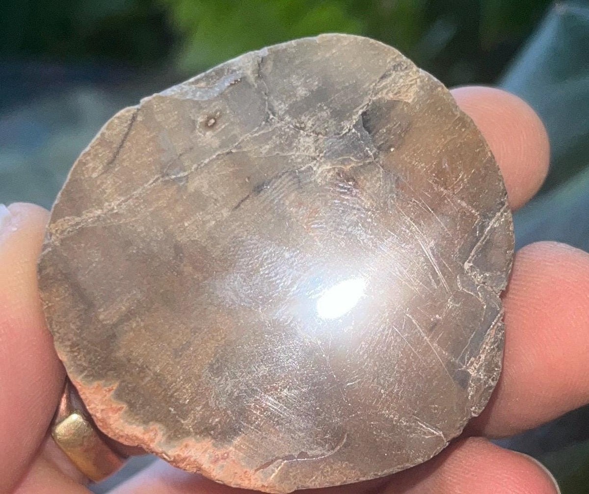 Polished Petrified Wood Slice, Fossilized Wood Slab, Natural Crystal Decor