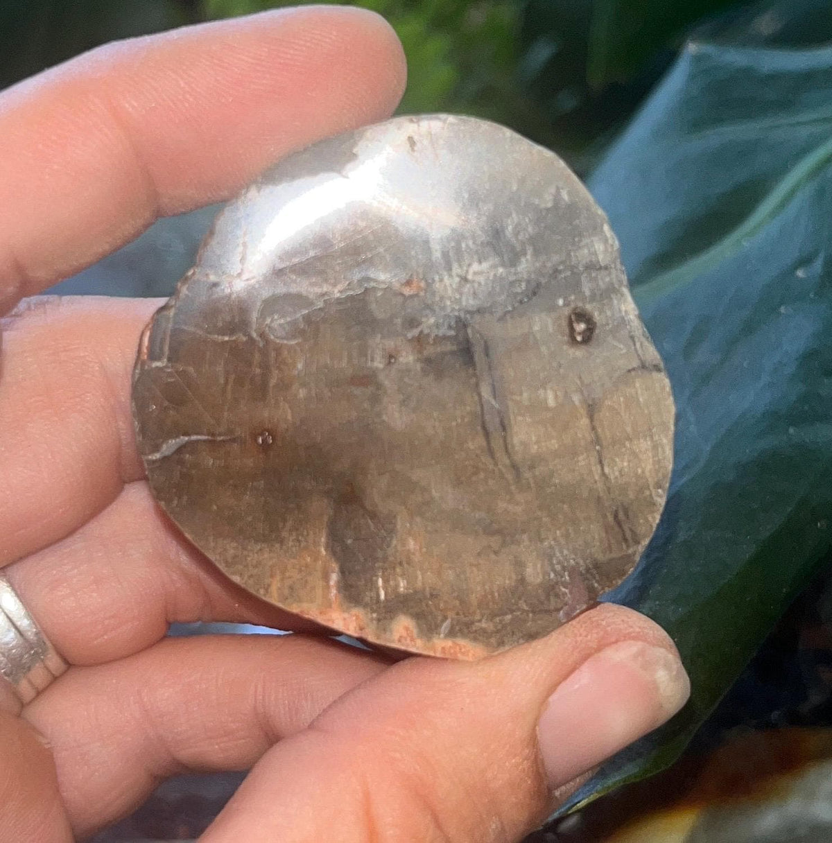 Polished Petrified Wood Slice, Fossilized Wood Slab, Natural Crystal Decor