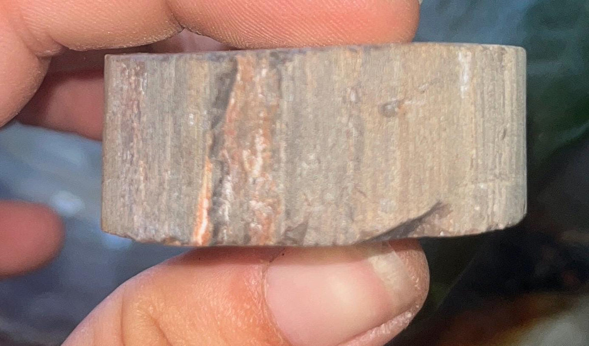 Polished Petrified Wood Slice, Fossilized Wood Slab, Natural Crystal Decor