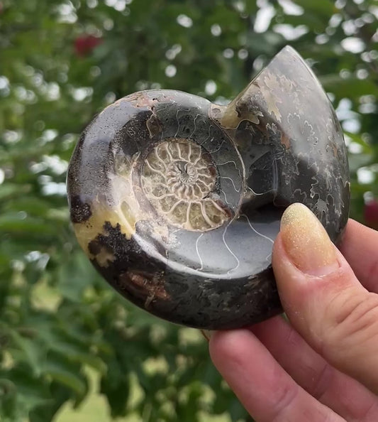 Agatized Ammonite Fossil