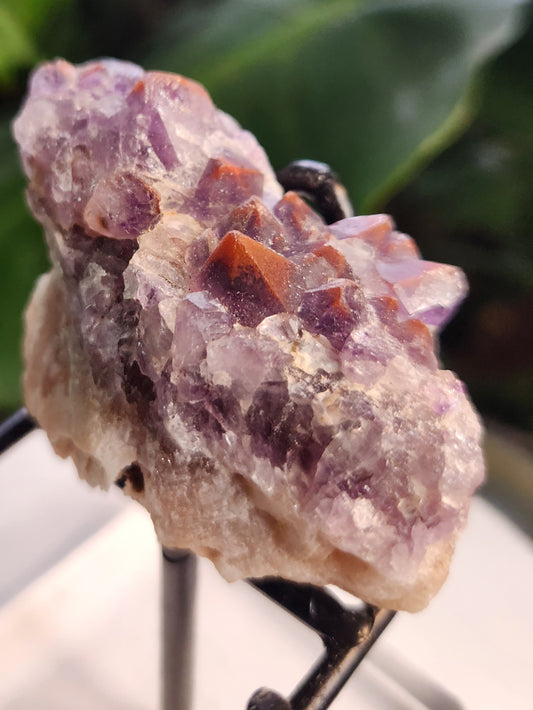 Super 7 Red Cap Amethyst – Thunder Bay, Canada | Rare Hematite-Capped Amethyst • High Vibration Stone • Collector Specimen