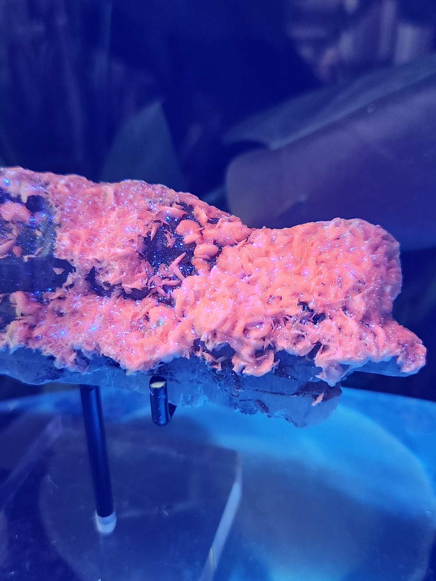 Pink Calcite on Chlorite Quartz with Specularite — Large UV-Reactive Crystal Specimen