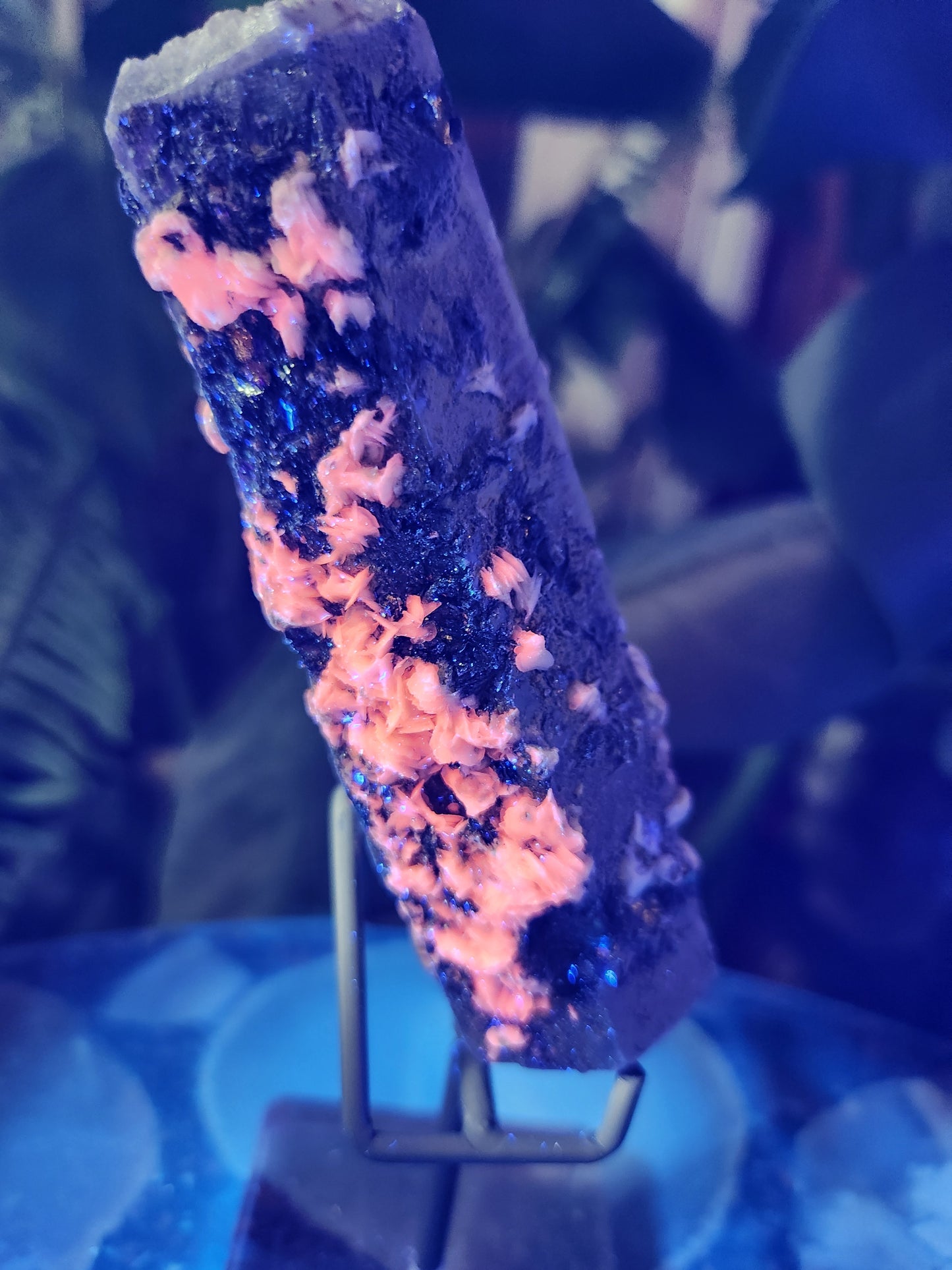 Pink Calcite on Chlorite Quartz with Specularite — Large UV-Reactive Crystal Specimen