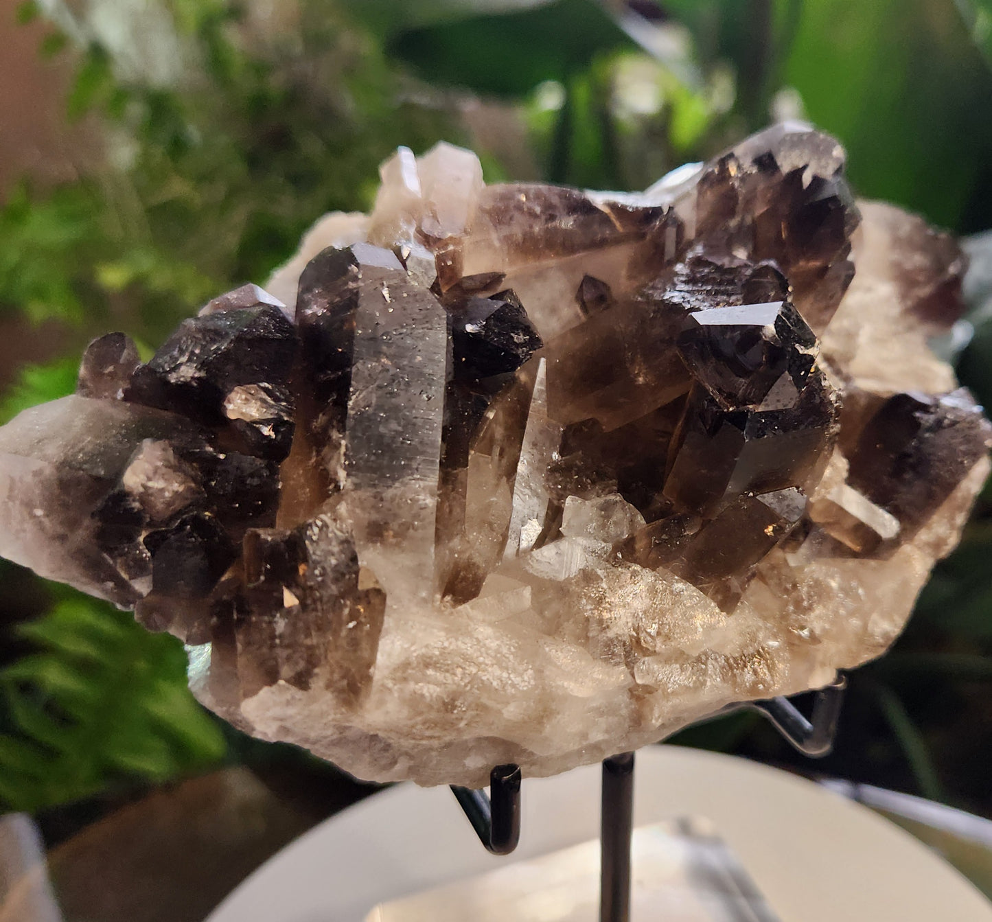 Natural Smoky / Smokey Quartz Crystal Cluster – Dark Smoky Quartz on Matrix - Brazil