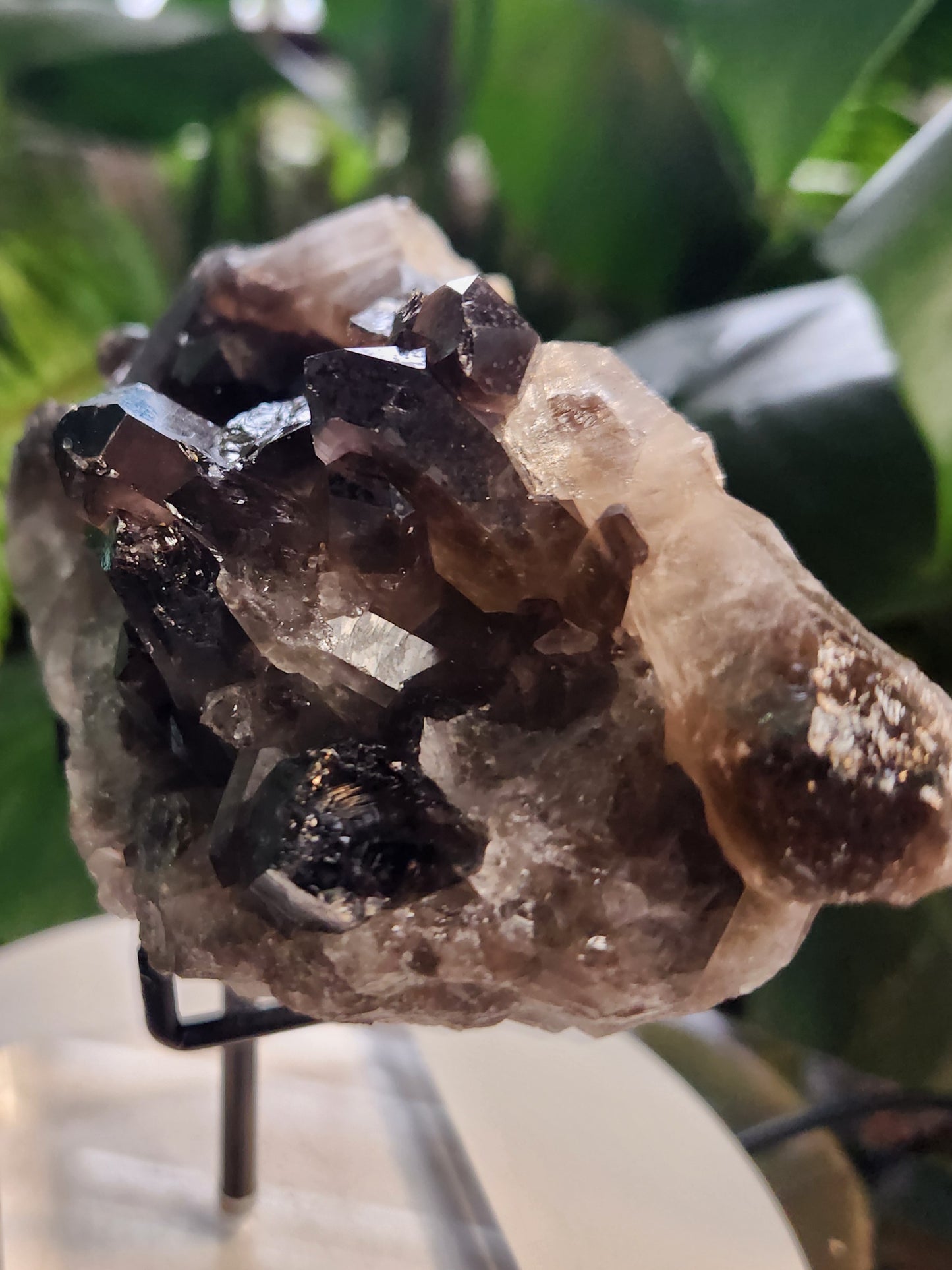 Natural Smoky / Smokey Quartz Crystal Cluster – Dark Smoky Quartz on Matrix - Brazil