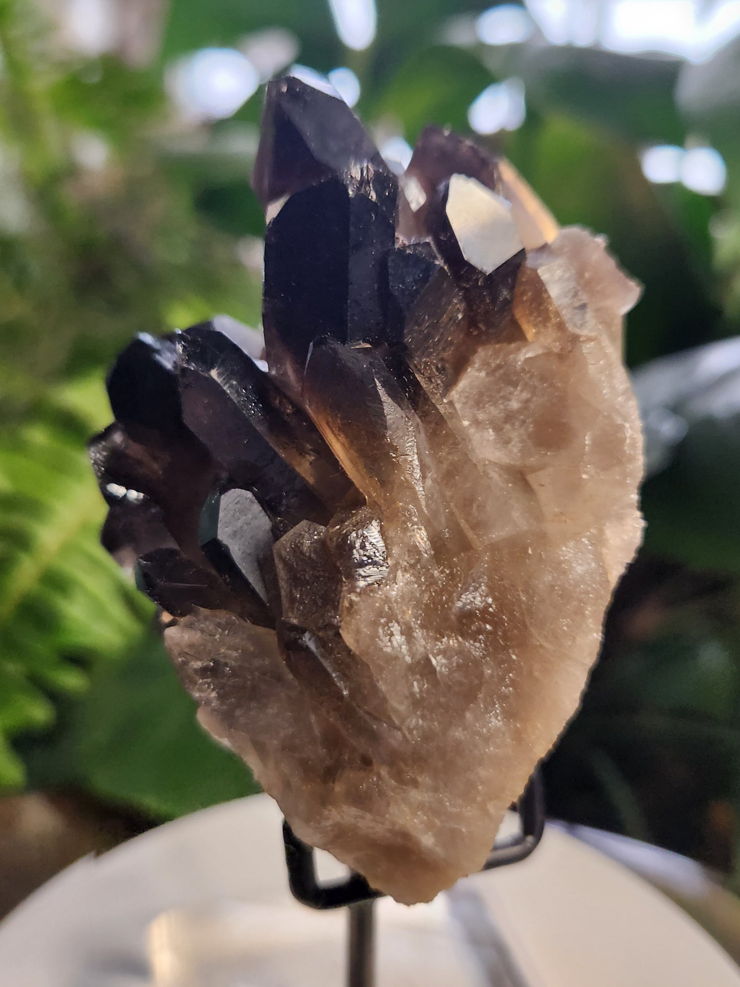 Natural Smoky / Smokey Quartz Crystal Cluster – Dark Smoky Quartz on Matrix - Brazil