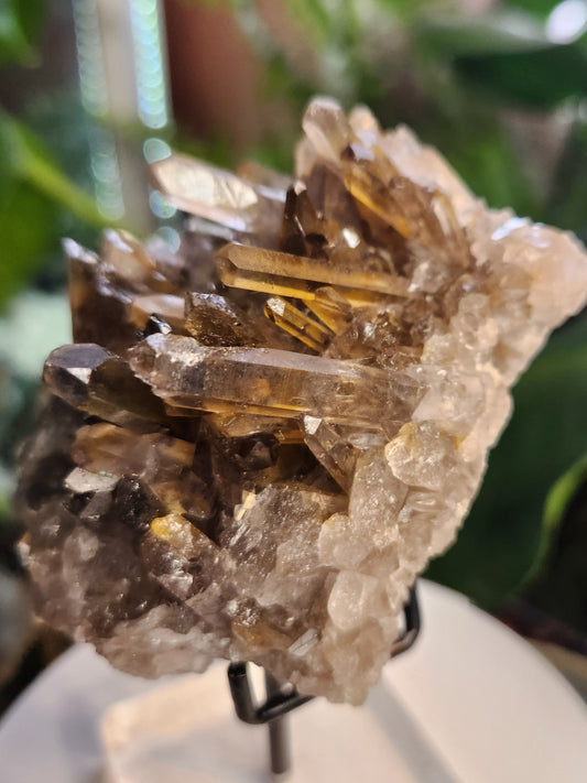 Natural Smoky / Smokey Quartz Crystal Cluster – Dark Smoky Quartz on Matrix - Brazil