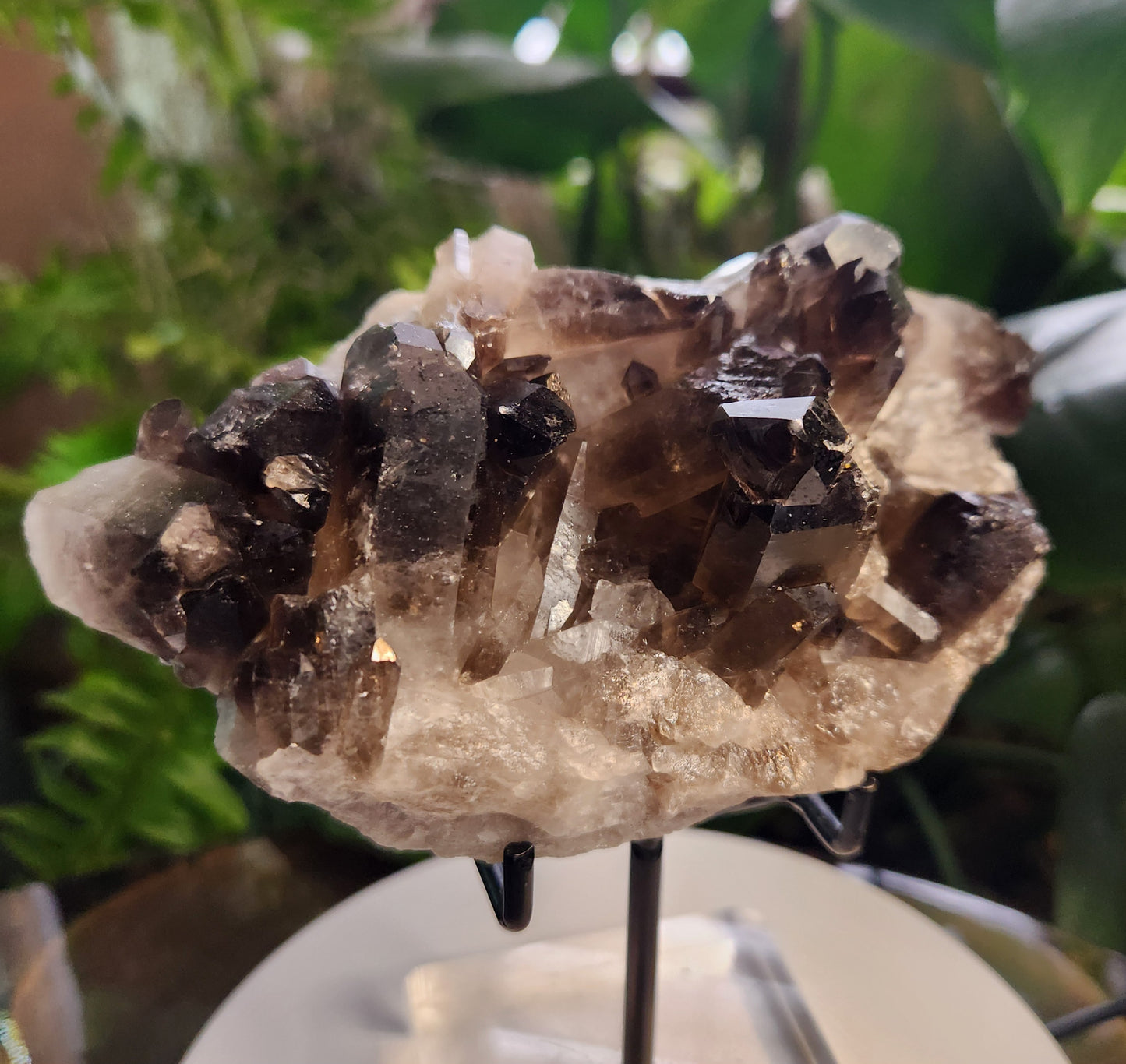 Natural Smoky / Smokey Quartz Crystal Cluster – Dark Smoky Quartz on Matrix - Brazil