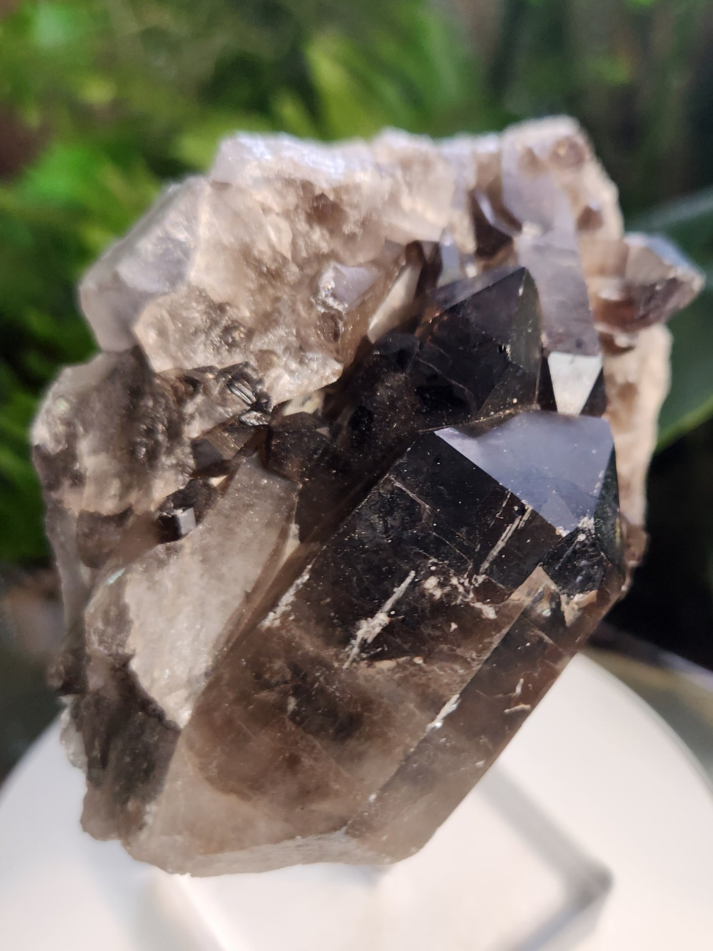 Natural Smoky / Smokey Quartz Crystal Cluster – Dark Smoky Quartz on Matrix - Brazil