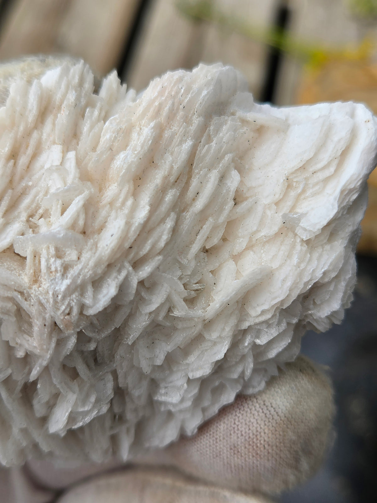 Angel Wing Calcite Crystal Cluster | White Bladed Calcite Mineral Specimen