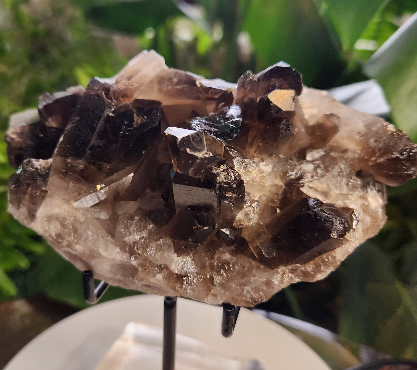 Natural Smoky / Smokey Quartz Crystal Cluster – Dark Smoky Quartz on Matrix - Brazil