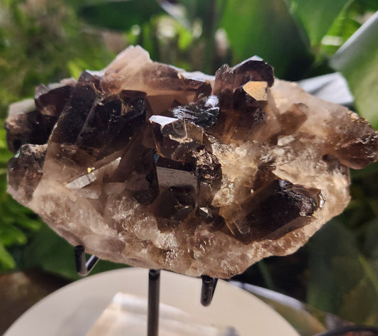 Natural Smoky / Smokey Quartz Crystal Cluster – Dark Smoky Quartz on Matrix - Brazil