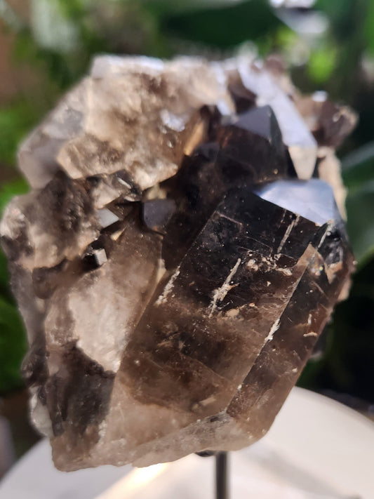 Natural Smoky / Smokey Quartz Crystal Cluster – Dark Smoky Quartz on Matrix - Brazil