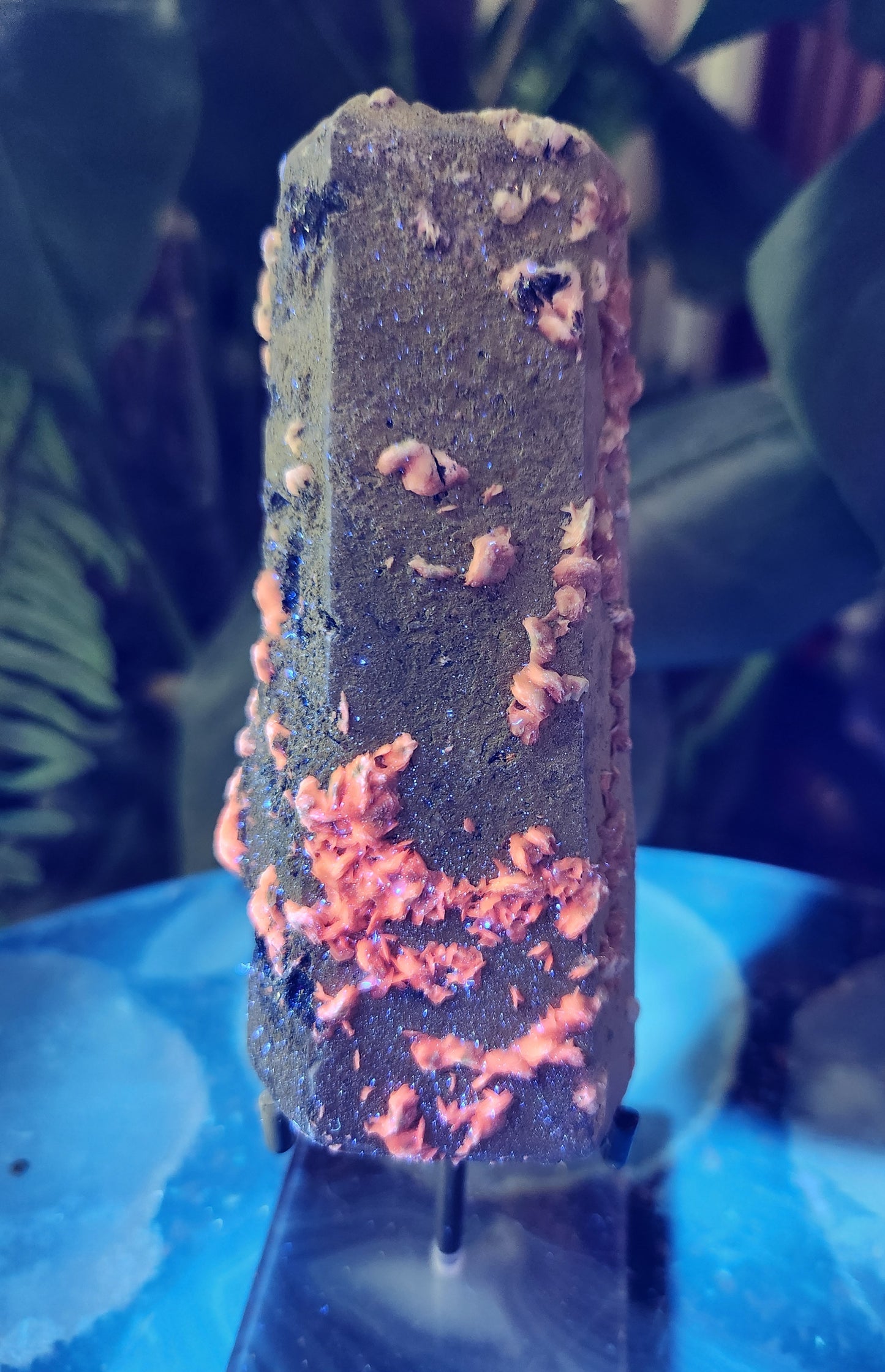 Pink Calcite on Chlorite Quartz with Specularite — Large UV-Reactive Crystal Specimen