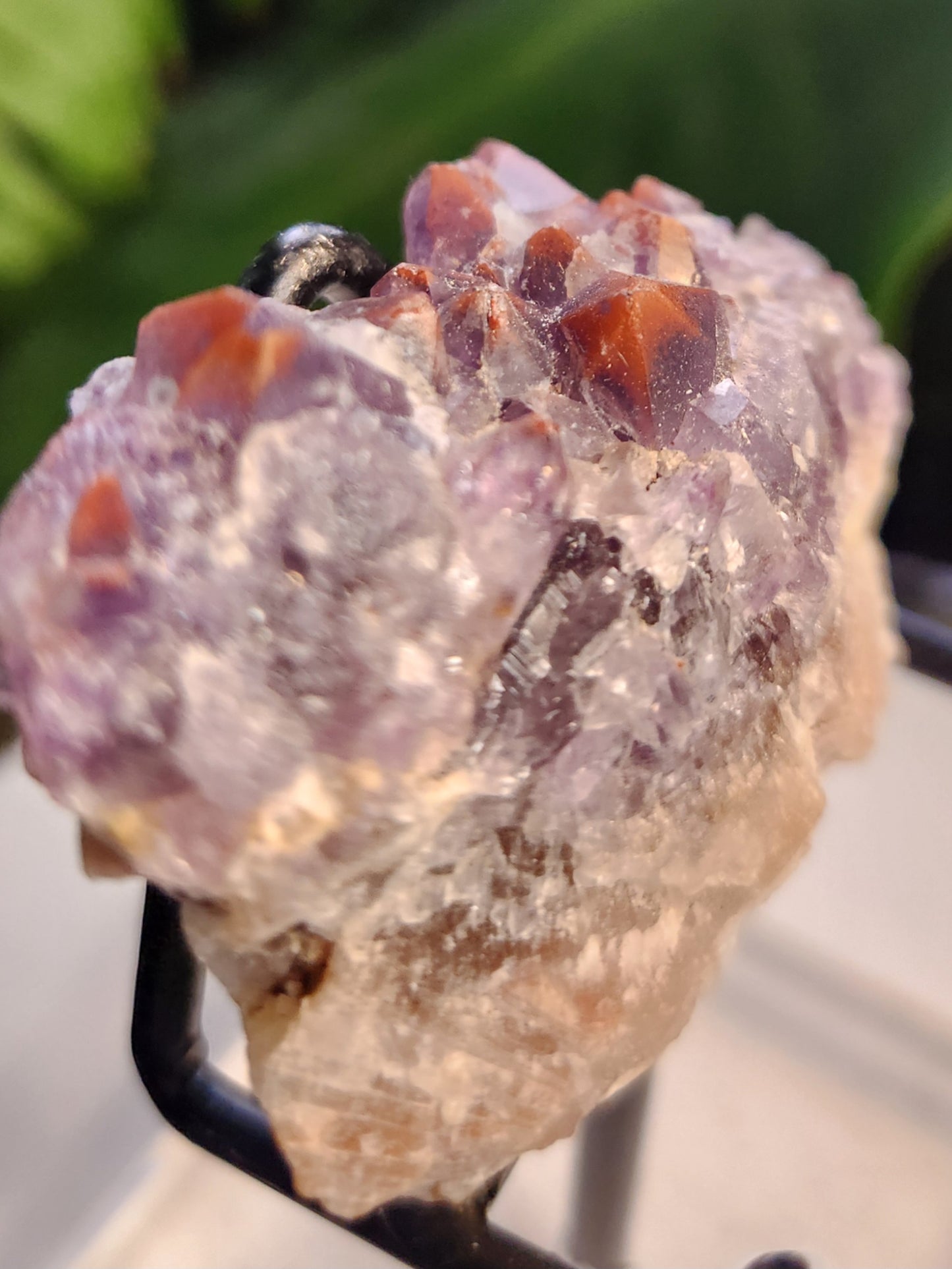Super 7 Red Cap Amethyst – Thunder Bay, Canada | Rare Hematite-Capped Amethyst • High Vibration Stone • Collector Specimen