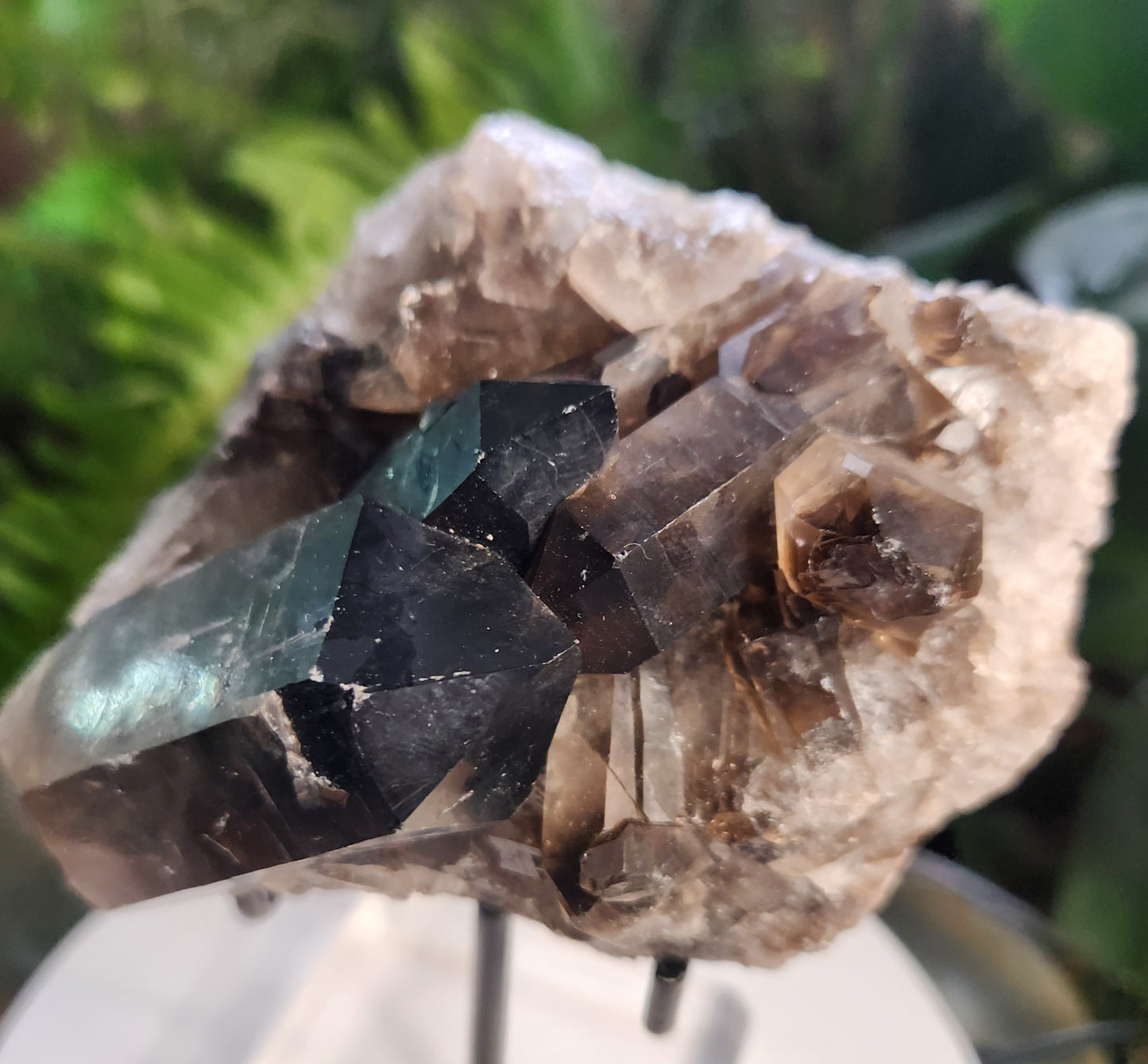 Natural Smoky / Smokey Quartz Crystal Cluster – Dark Smoky Quartz on Matrix - Brazil